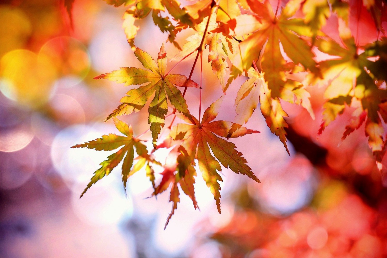 Frühstücksei Woche 48: Spätherbst